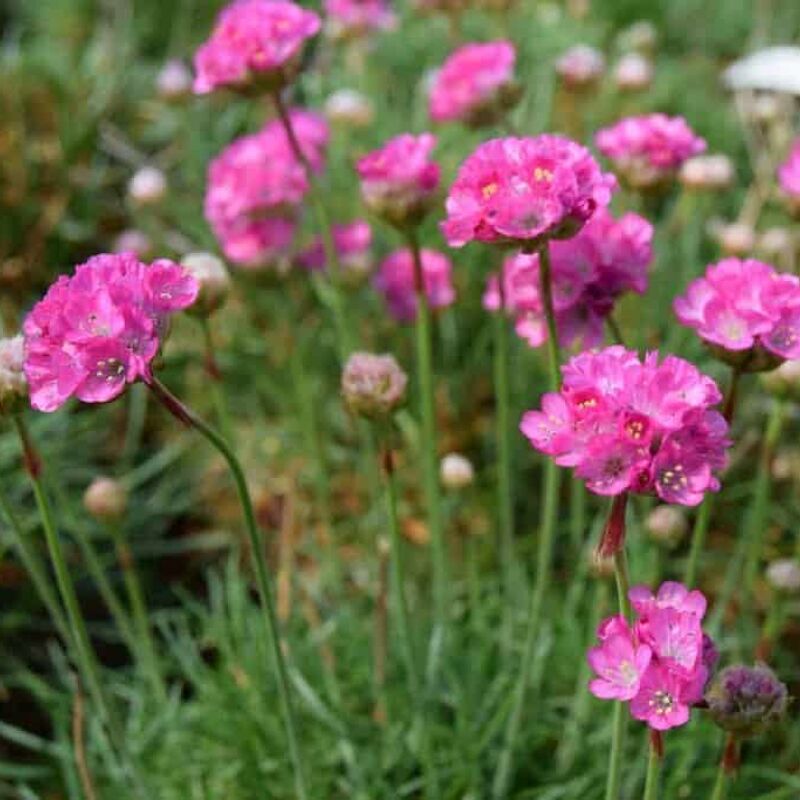 Armeria maritima 'Splendens'  ---